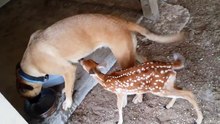 "Mama" Brest-feeding a fawn (baby deer)