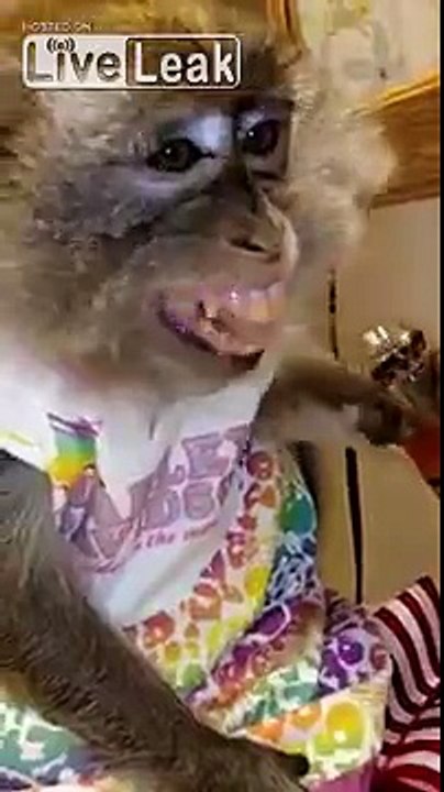 Crazy Drunk Jim Beam Drinking Monkey Won't Share The Booze