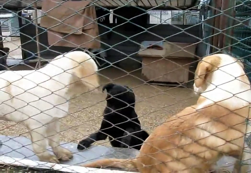 Canile "Canalba" Alba Adriatica (TE) -- i cuccioli cercano casa !!!
