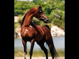 خيول عربيه Arab Horse  Arabische Pferde 1080p