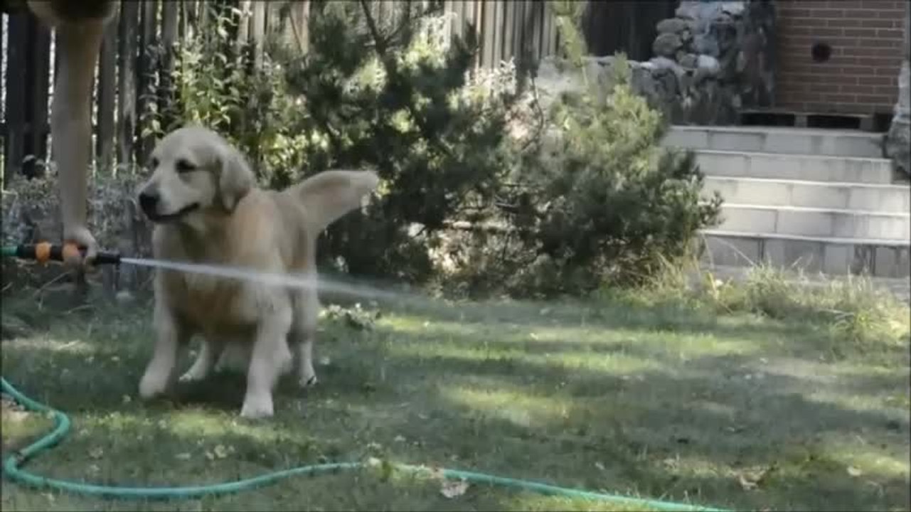 Golden Retriever performs jumping act over water hose