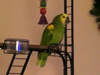 Blue Fronted Amazon Parrot