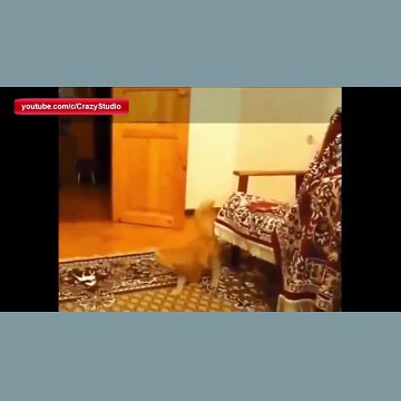 Funny videos for Kids- Funny cats videos Funny animals compilation 2015 #2