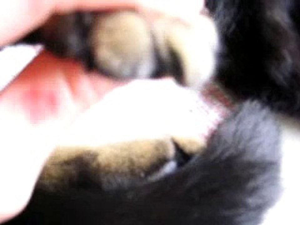 Save a paw--DON'T declaw!!