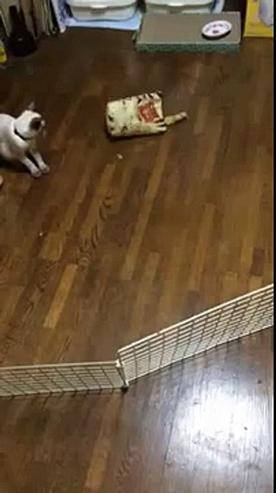 ネコおおよろこび　にゃんだぁGAG　袋入り