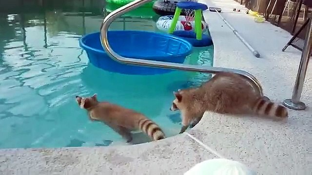 L'incroyable sauvetage des caniches prisonniers