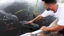 Everglades Tour Guide Knows an Alligator s Sweet Spot