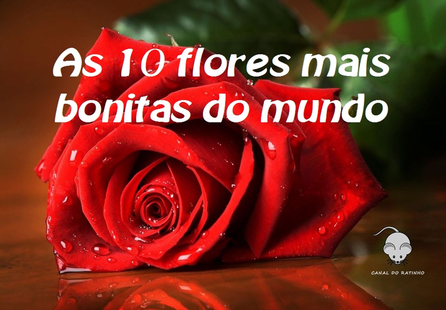 As 10 flores mais bonitas do mundo - Vídeo Dailymotion
