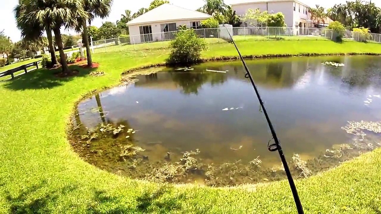 Fishing 9.1.15 peacock bass/tilapia