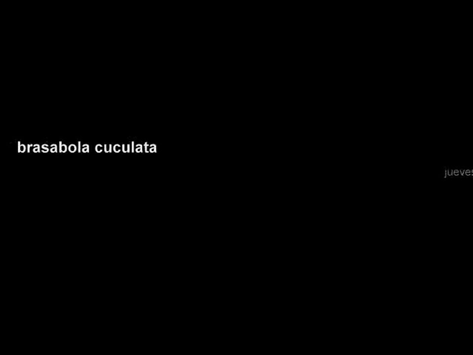 brasabola cuculata  MAVIPOL