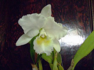 Cattleya Alfresco St. Tropez    MAVIPOL