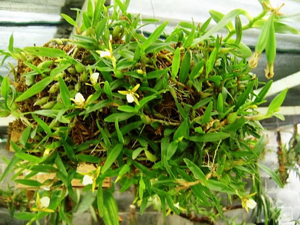 Dinema polybulbon  MAVIPOL