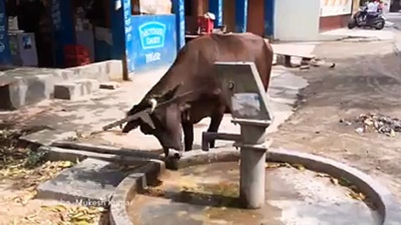 ذكاء الأبقار سبحان الله