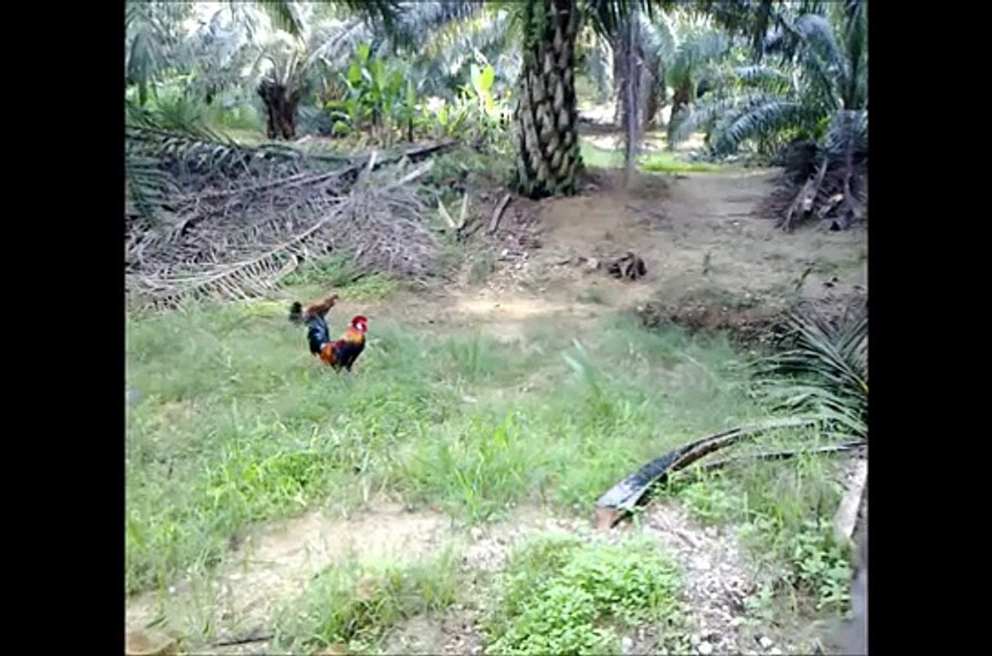 Pikat Ayam Hutan 15 Julai 2013