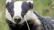 BBC Radio 4- Farming Today 2Sep15 on Payments for Farmers to Pull Out of the Badger Cull