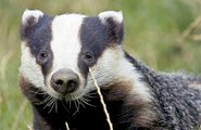 BBC Radio 4- Farming Today 2Sep15 on Payments for Farmers to Pull Out of the Badger Cull