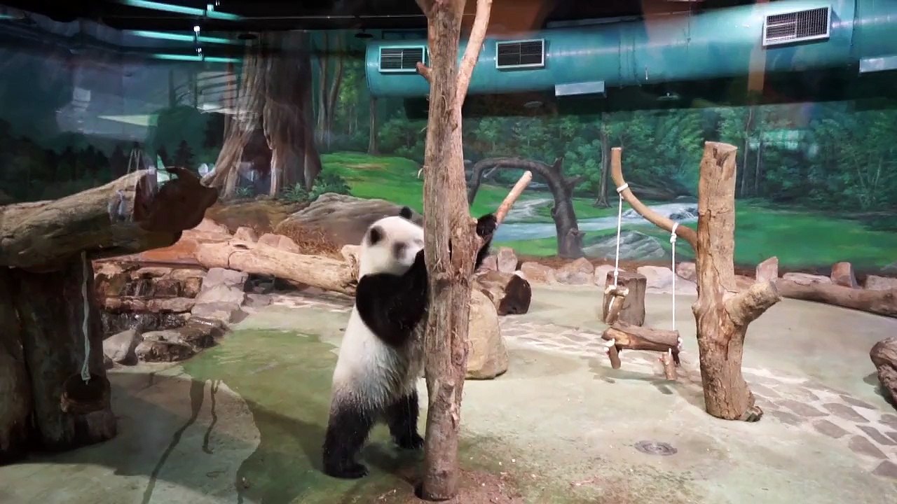 2-year-old panda plays in her enclosure