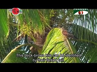 Nature and Life   Episode 20 Birds of Prey   01