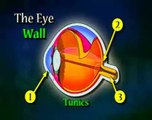 Anatomy Eye Overview & Tunics video