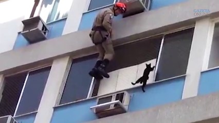 Video mostra resgate a gato em Vila Isabel, São Paulo