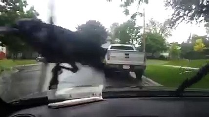 Cette Corneille qui Refuse de Bouger malgré l'Essuie-Glace