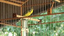 Bigodinho Africano (Green Singer Finch) 