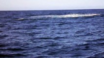 Une baleine à bosse au large du bassin d'Arcachon