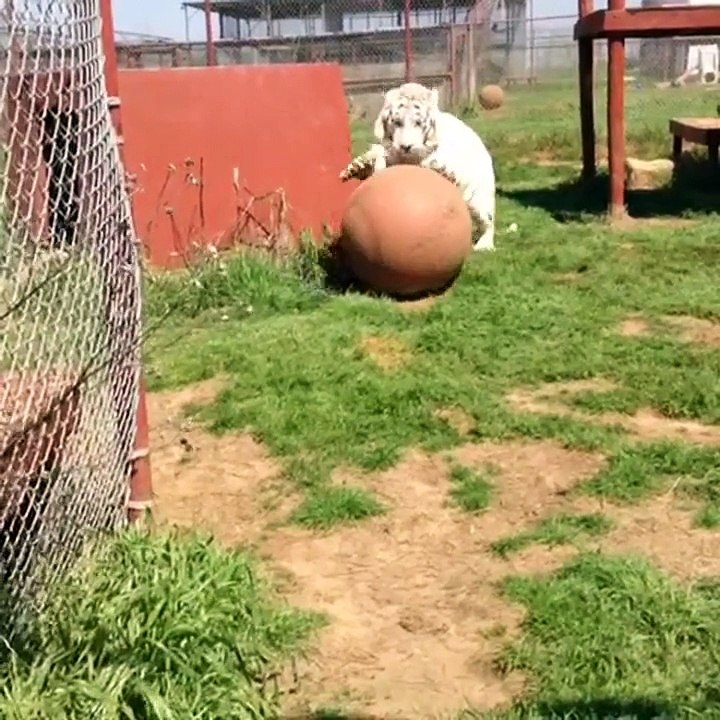 Cute Vines for ANIMALS - April 3, 2015 Friday Night