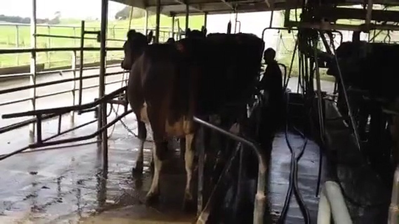 Milking the cows