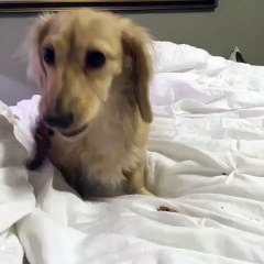 Brittany Furlan Girl who's desperately afraid of not fitting in even with her dogs