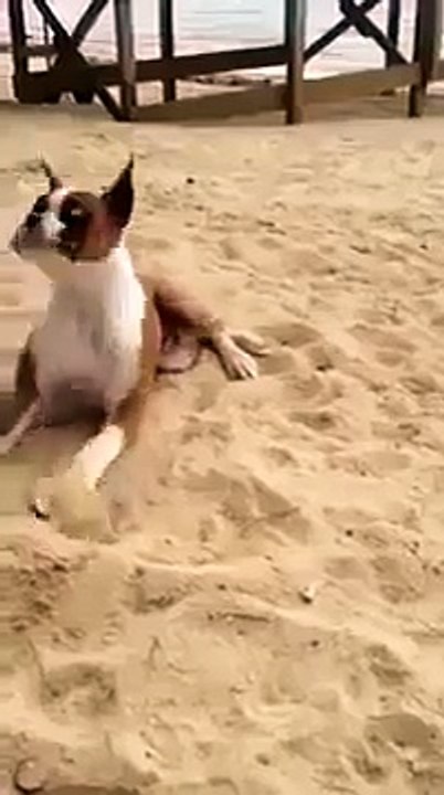 Funny dog at beach...................!!!!!!!!!!!!!!!!!!!!!!!!!!!