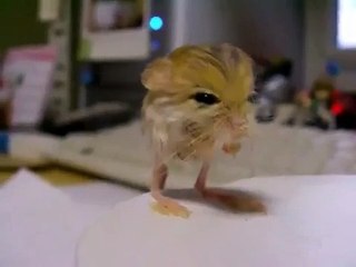 The-Pygmy-Jerboa-Is-The-World's-Cutest-Animal