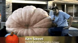 Sweet's Giant Pumpkins: Fall 2010