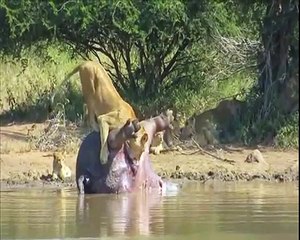 Une lionne surprise par un hippopotame mort
