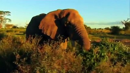 Muhteşem Avcılar   Belgesel