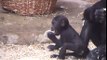 Young gorilla Moja with baby gorilla Kiburi