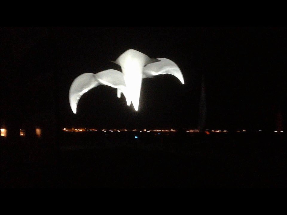 Droles d'oiseaux