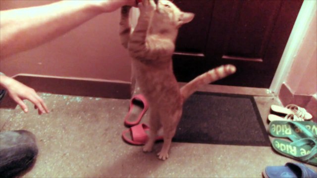 Nocne Przygody Rudego Kota: Zabawa z Piłką - Baw się z nami