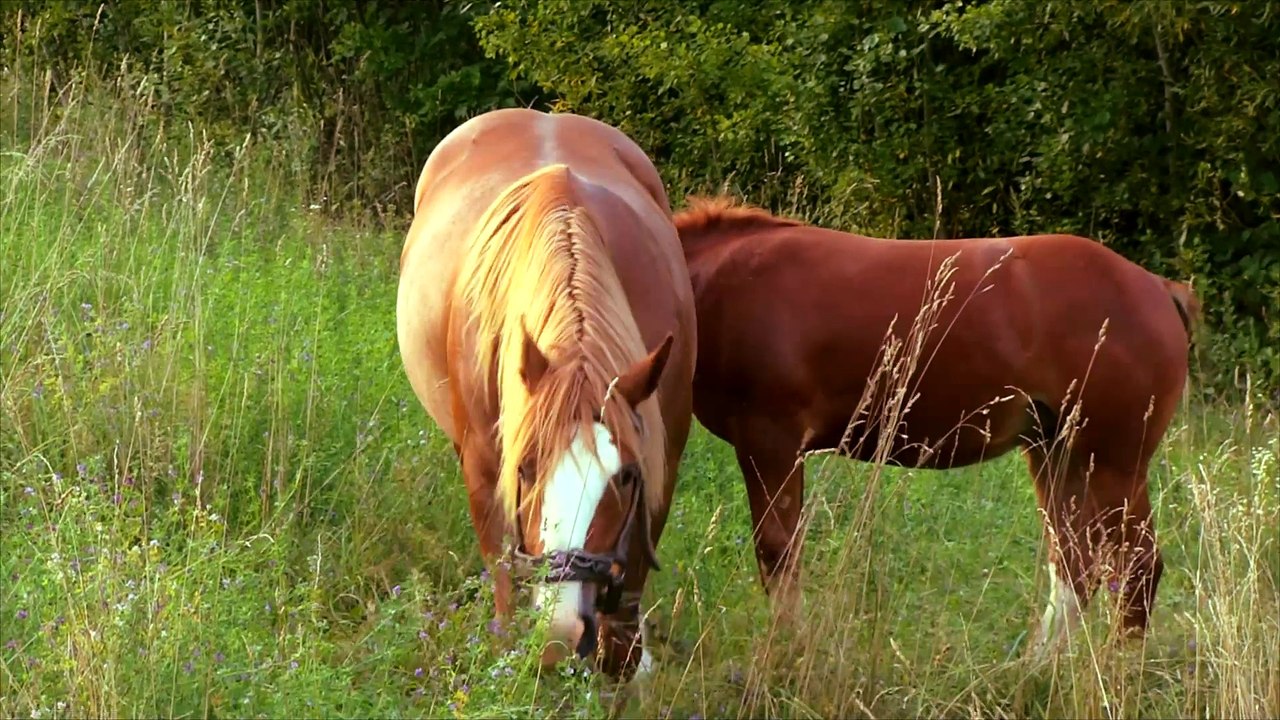 Konie Koty Krowy I Barany / Maraton Z Wiejskimi Zwierzętami- Baw się z nami