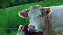 Zwierzęta na Farmie: Krowy Pastwisko Polska Wieś - Baw się z nami