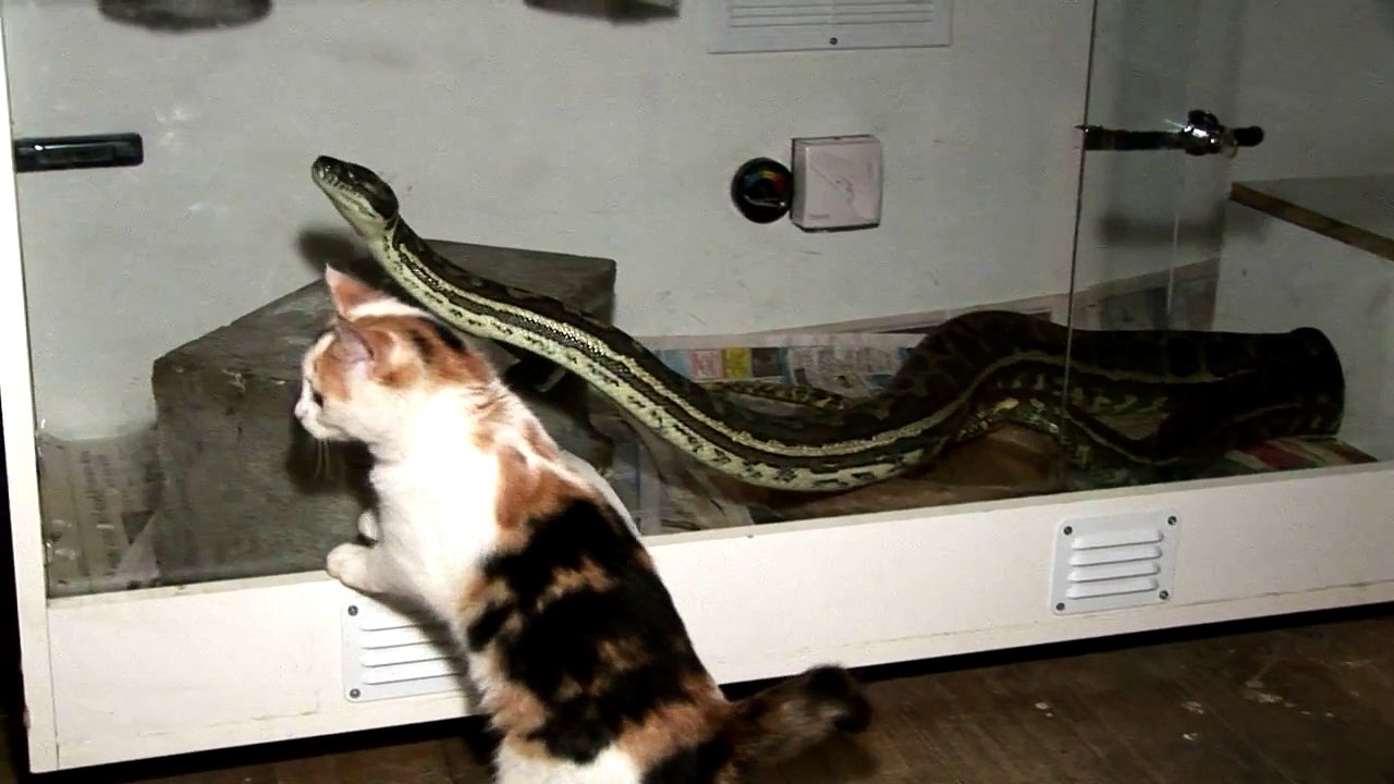 Kitten v. Python - video Dailymotion