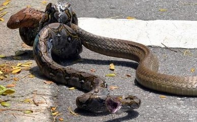 Mira la pelea entre cobra real y serpiente pitón en una universidad