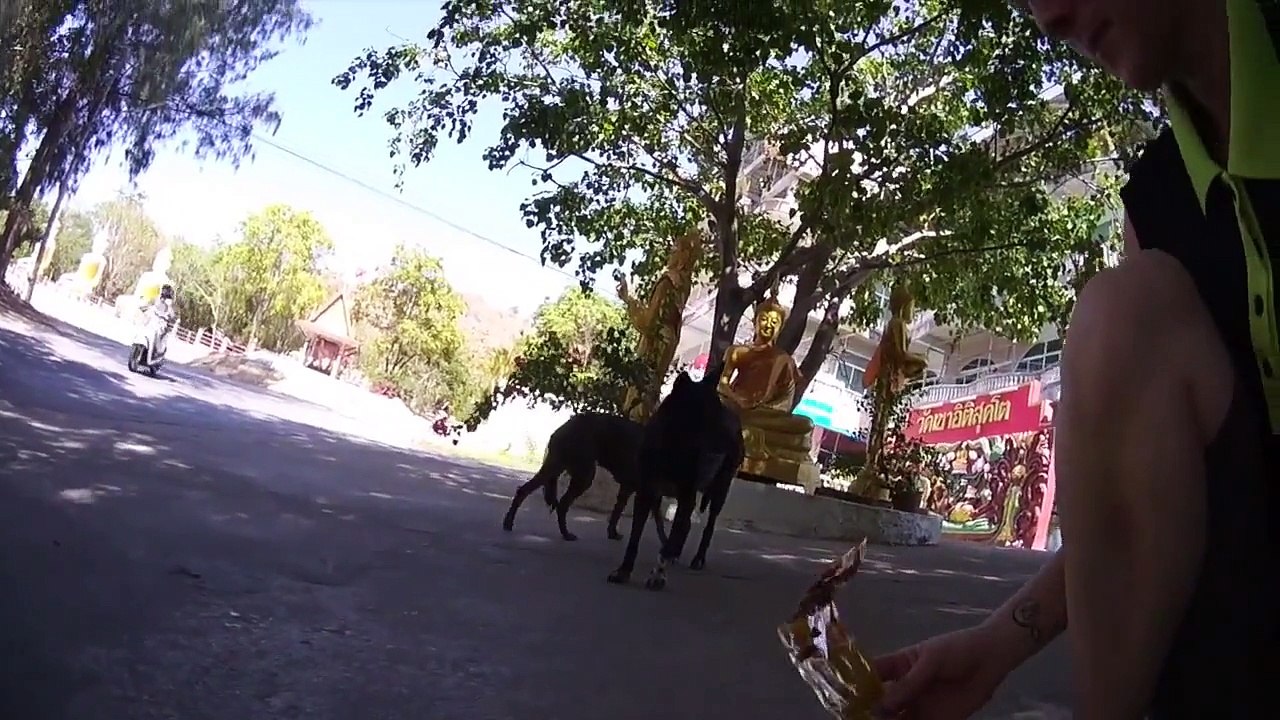 Nonnie the temple dog in Thailand (May 2015)