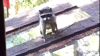 Mama Raccoon Teaches Baby To Climb A Tree