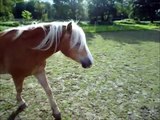 Mein Pferd Mein Leben