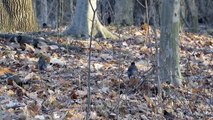 American Robins foraging on the forest floor