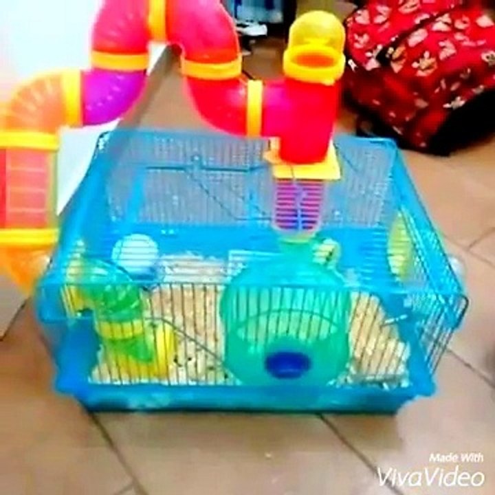 Meu-hamster-e-acessA?rios-