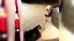 Funny cat videos You Shall Not Pass, Dog