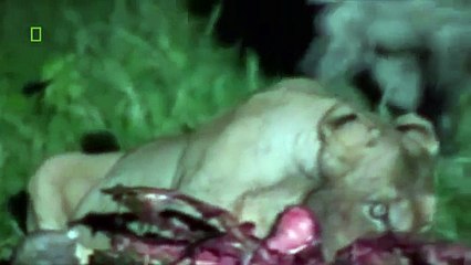Animal Video National Geographic - Lion Vs Hyena - WILDEST ATTACKS