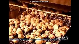 How It's Made - Potato Chips